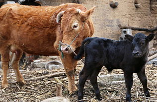 牛冻精解冻后存活多久，牛冻精大概多少钱一支