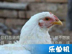 四川话鸡儿是什么意思，骂人鸡儿是什么意思