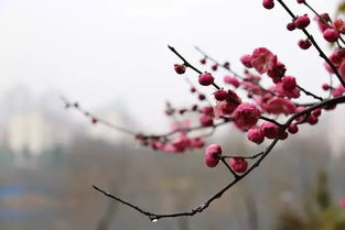 梅花开放时间，梅花开在几月