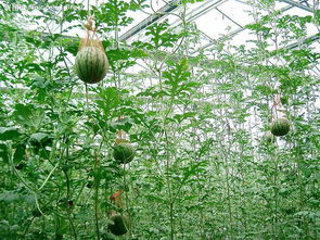 西瓜树图片，西瓜树平台