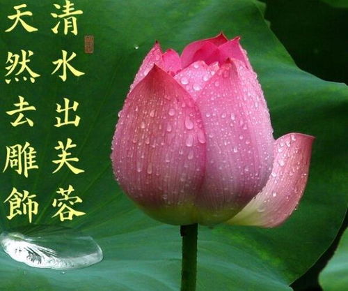 清水是什么意思网络用语小说里，房子清水是什么意思