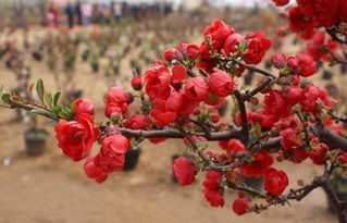 长寿冠海棠一年开几次花，长寿冠海棠什么时候修剪