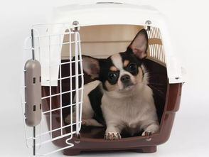 小猫托运，顺丰托运宠物价格表电话