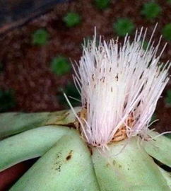 植物生根水的制作方法，生根剂怎么制作