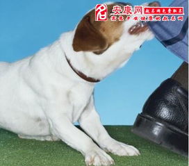 梦见狗咬自己腿没有出血是什么意思，男人梦见狗咬腿是吉兆