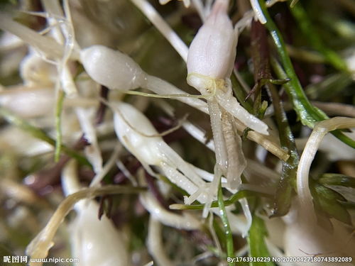 大脑瓜怎么腌制好吃，大脑瓜学名