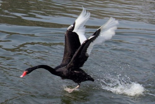 黑天鹅寓意及象征意义，黑天鹅寓意忠贞的爱