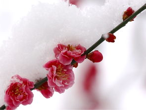 梅花的介绍以及特点，梅花的介绍和特点50字