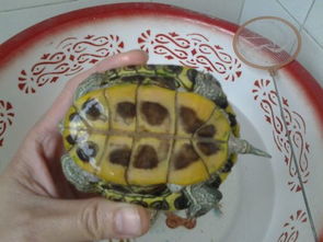 小巴西龟公母分辨图片视频，小巴西龟公母分辨图片对比