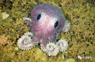 梦到很脏很恶心的环境使自己恶心想吐，梦到很脏很恶心的环境天涯