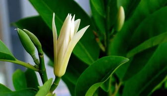 白兰花盆栽的养殖方法和注意事项，白兰花盆栽怎么养殖