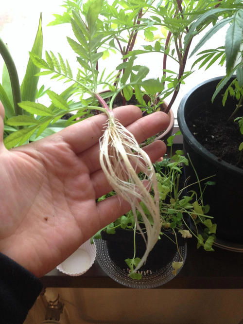 快速生根粉的正确用法视频，快速生根粉的正确用法和用量
