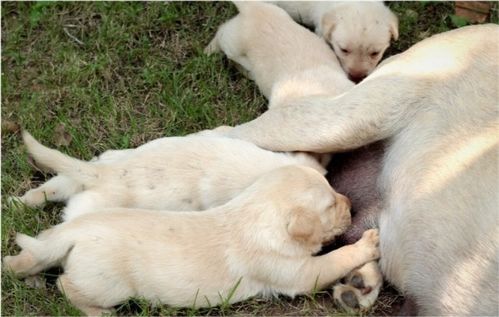 不能当面清理狗大便，狗狗早上是先拉屎还是先吃饭