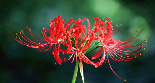 彼岸花的花语是什么可以养家里吗，红色彼岸花的花语是什么