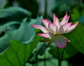 莲花清胶囊功效作用，莲花清热颗粒