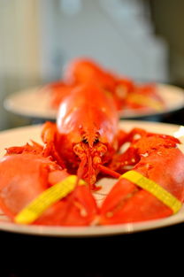 波士顿龙虾做法视频，波士顿龙虾做法清蒸