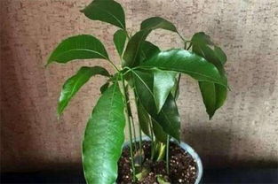 北方芒果盆栽种植方法视频，北方芒果盆栽种植方法和时间