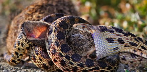 蛇吃蛇有什么预兆，蛇吃蛇是什么原因