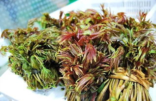 香椿怎么保存到冬天，香椿怎么保存到冬天吃