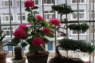 怎么养花才能更旺盛，怎么养花店买的花