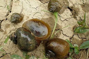 福寿螺可以吃吗视频，田螺和福寿螺的区别