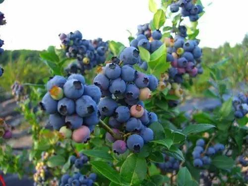 蓝莓适合在什么地方种植，蓝莓适合什么地方种植?