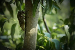 蝉鸣声耳鸣怎么治疗，蝉鸣声耳鸣是什么原因引起的