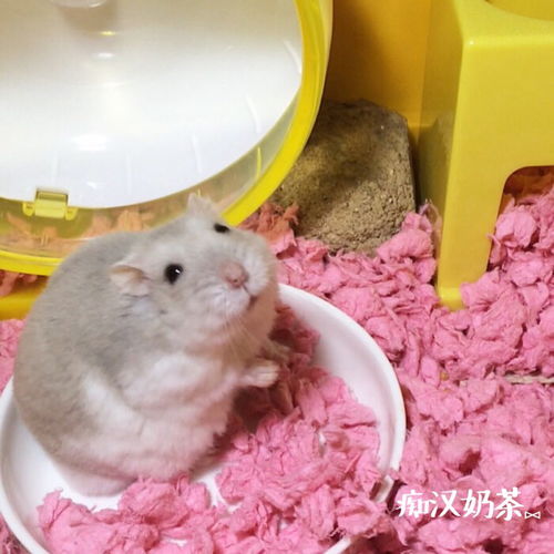 仓鼠爱吃什么水果和蔬菜，仓鼠爱吃什么小零食