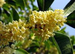 桂花是什么季节开的花桃花，桂花是什么季节开的答案