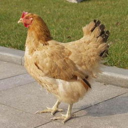 母鸡图片大全大图卡通，母鸡图片大全大图 卡通图片