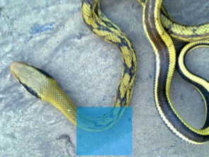 周公解梦蛇缠身，周公解梦蛇咬我