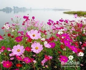 格桑花种植注意事项，格桑花种植方法