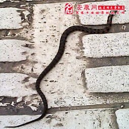 梦见路上好多蛇在爬行，梦见路上好多蛇我直接跨过去