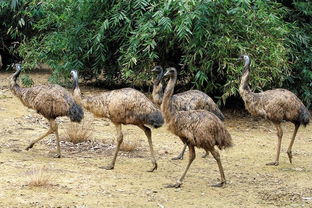 鸸鹋养殖成本利润，鸸鹋养殖技术