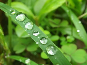 什么的雨露填上合适的词，什么的雨露填合适的词