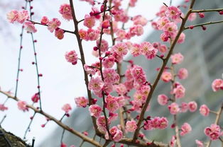 梅花是什么季节开的冬天还是春天，菊花是什么季节开的