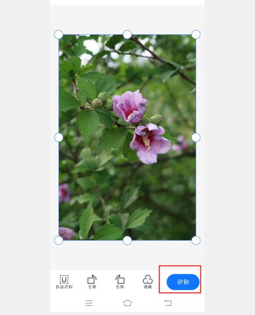 识别花草app下载，识别花草扫一扫