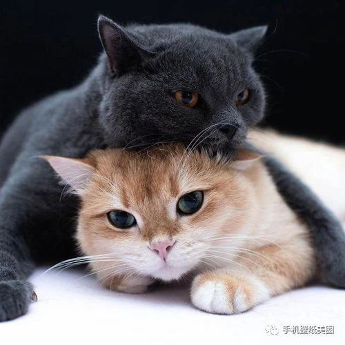 移动光猫可以自己更换吗，电信光猫可以自己更换吗