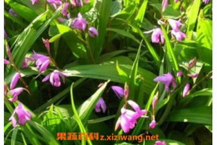 白芨的功效与作用