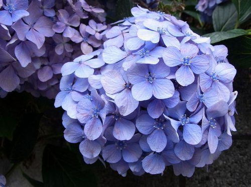 象征美好希望的花