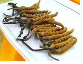 冬虫夏草可以用开水泡着喝吗?