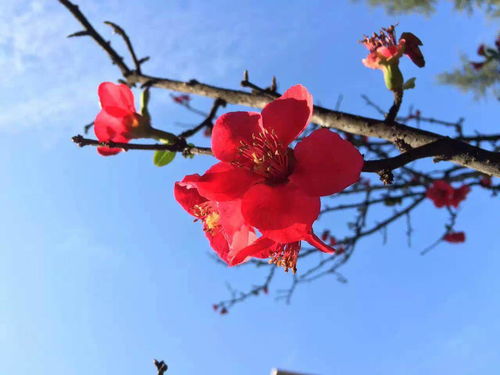 代表希望的花
