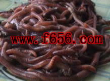 怎么养蚯蚓生长速度快
