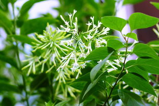 夜来香什么时候开花的
