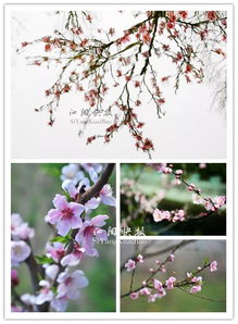 桃花坞里桃花庵 桃花庵下桃花仙全诗