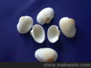海螺品种大全集
