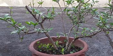 栀子花的修剪方法
