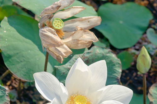 圣母白莲花是什么意思