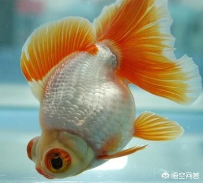 养金鱼不死的小窍门,怎样养金鱼不会死