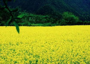 油菜花特点
